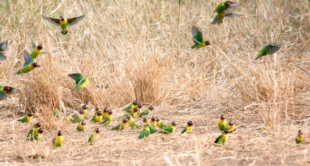 Flock of Black Masked Lovebirds in the Serengeti