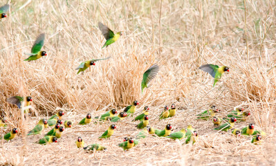 Flock of Black Masked Lovebirds in the Serengeti