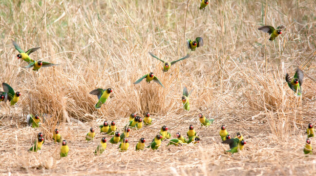 Flock of Black Masked Lovebirds in the Serengeti