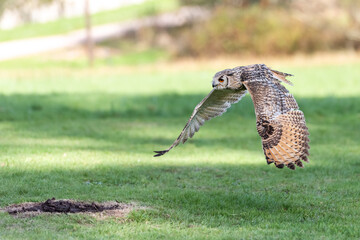 European Eagle Owl in Flight