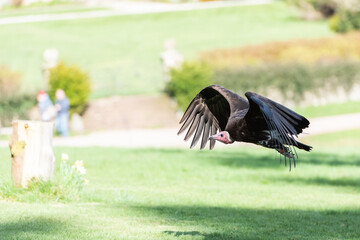 A Vulture in Flight
