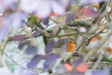Robin Redbreast in the Garden