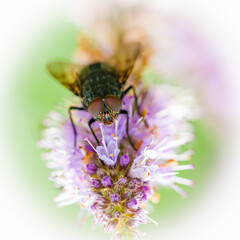 A common fly sitting on Clover