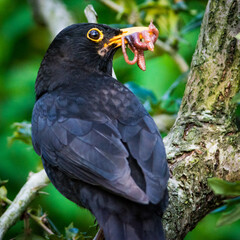 Blackbird with a mouthful of worms