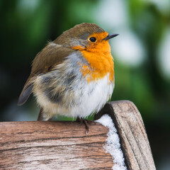 Robin Redbreast in the Garden