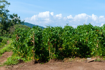 Fototapeta na wymiar Bean cultivation in a rural area of Guatemala, plants bathed with natural light, organic product.