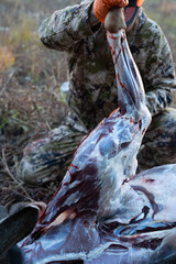 Hunter quarters and field dresses a deer he shot during hunting season