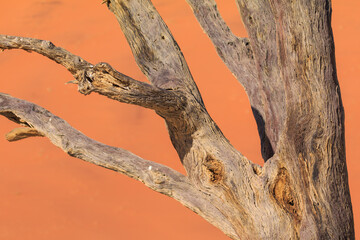 Deadvlei, white clay pan located inside the Namib-Naukluft Park in Namibia.Africa.