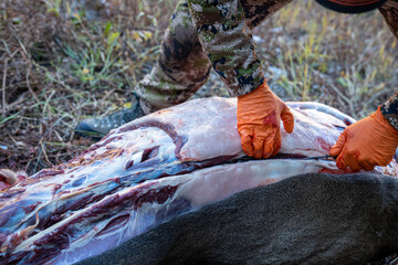 Hunter quarters and field dresses a deer he shot during hunting season