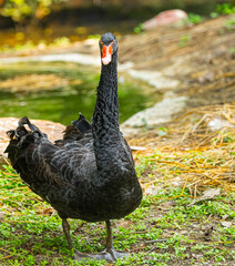 Fototapeta premium A Black Swam looking into Camera