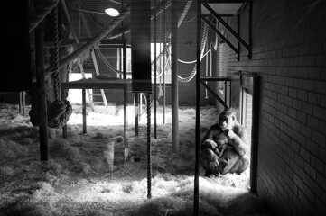 Gorilla and baby in captivity - obrazy, fototapety, plakaty