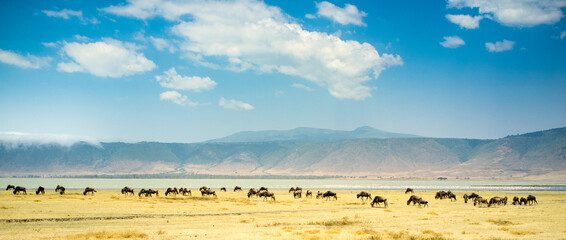 Safari in Ngorogoro Crater in Tanzania