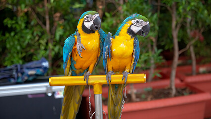 The expressions of the two gold blue macaws when they are photographed are mesmerizing