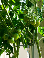 Tomatoes growing in a bucket on the balcony. Green fruits on the branches.