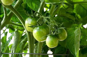 Tomatoes growing in a bucket on the balcony. Green fruits on the branches.