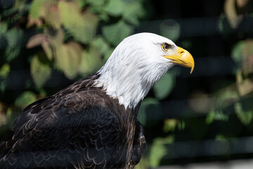 Bald Eagle in flight and at rest