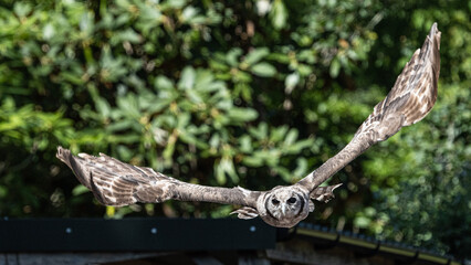 Eagle owl in flight