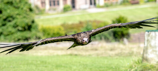 Bald Eagle in flight and at rest