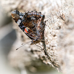 Red Admiral Butterfly wing underside