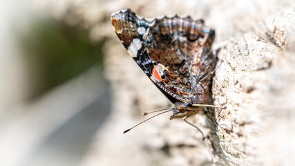Red Admiral Butterfly wing underside