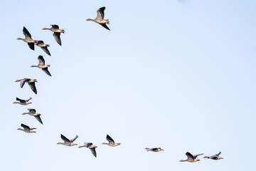 Geese flying in formation with negative space