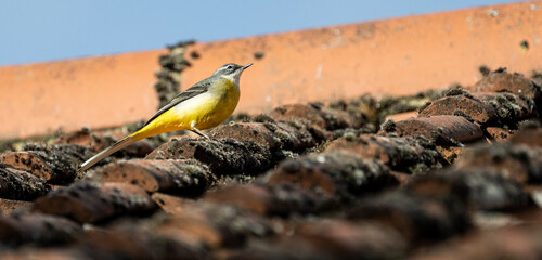 Yellow Wagtail on a mossy roof