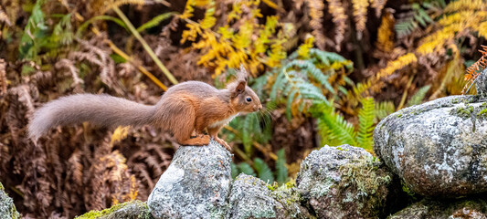 Red Squirrel in natural habitat in Cumbria