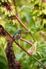 Southern double-collared sunbird
