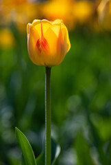 tulip in the garden red yellow 