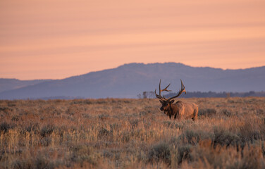 Bull Elk at Sunrise During the Fall Rut in Wyoming