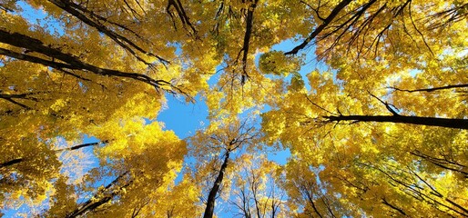 Fototapeta premium Autumn trees with yellow leaves in Vineland, Ontario, Canada, low angle
