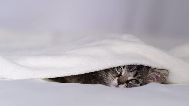 lazy kitten hides under a blanket. cute kitten face. Beautiful gray kitty. tabby kitten wrapped in wool blanket