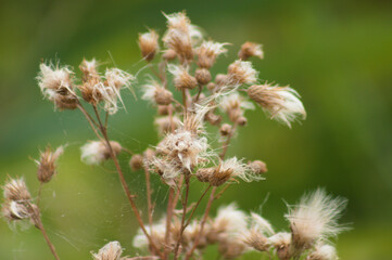 Closeup of fluffy creeping thistle seeds with green blurred background