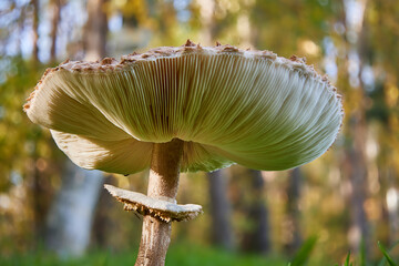 macrolepiota procera, parasol mushroom on grass field