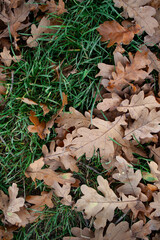 Brązowe liście dębu leżące na trawie, widok z góry.