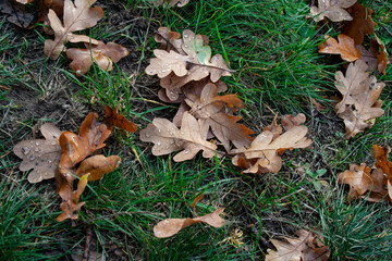 Brązowe liście dębu leżące na trawie, widok z góry. - obrazy, fototapety, plakaty