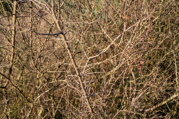 cierniste krzaki w słańcu © Magdalena