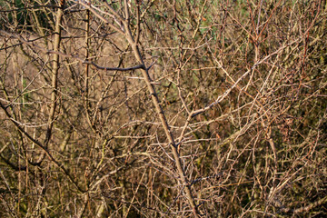 cierniste krzaki w słańcu © Magdalena