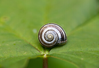 snail on a leaf spiral shell 