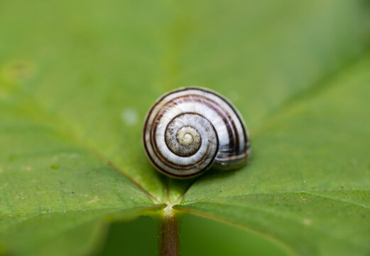 Snail On A Leaf Spiral Shell 