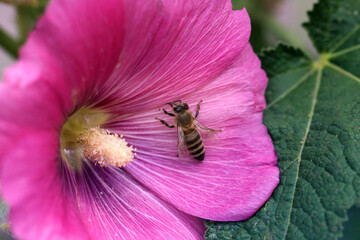 A honey bee collecting pollen. Macro of honey bee (Apis) feeding on ) flower.