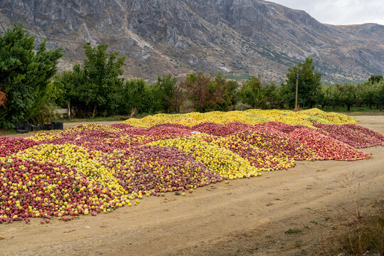 Apple Juice, Picked Apples To Be Sent To The Factory To Be Squeezed
