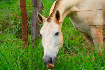Close na cara de um cavalo branco, um pouco sujo de terra, e que est&aacute; comendo capim fresco.