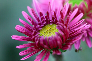 A close up photo of a bunch of dark pink chrysanthemum flowers with yellow centers and white tips...