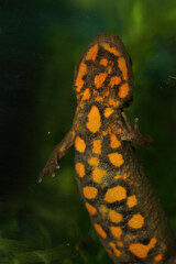 Closeup on an aquatic female of the endangered Asian, Hongkong warty newt , Paramesotriton hongkongensis