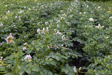 flowering potato bushes in the field