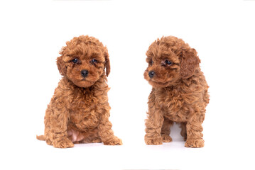 Red  two Toy Poodle puppy on a white background