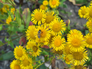 Inula blooms in the wild in summer.