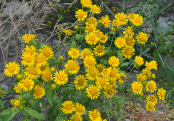 Inula blooms in the wild in summer.