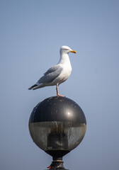 seagull on a post